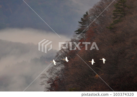 Swan of Inawashiro 103374320