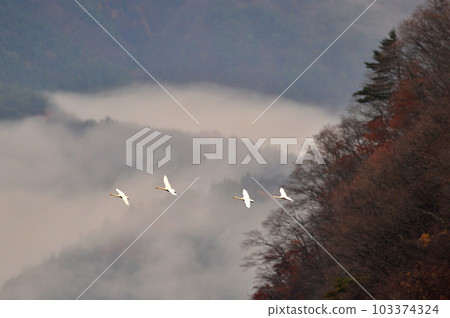 Swan of Inawashiro 103374324