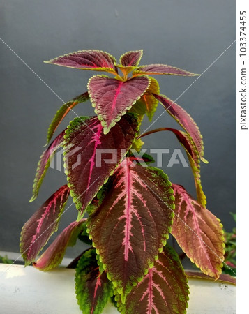Close up of coleus plant Close up of coleus plant 103374455
