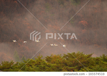 Swan of Inawashiro 103374510