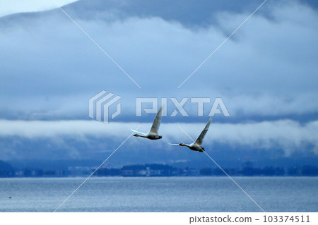 Swan of Inawashiro 103374511