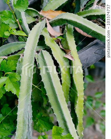 Close up of dragon fruit plant  103374737