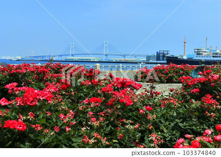 【神奈川縣】山下公園、橫濱海灣大橋、冰川丸的玫瑰 103374840