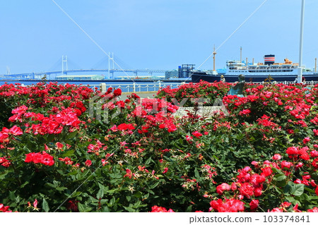 [Kanagawa Prefecture] Roses in Yamashita Park, Yokohama Bay Bridge and Hikawa Maru 103374841