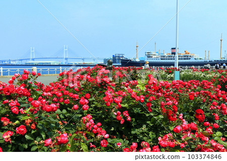【神奈川縣】山下公園、橫濱海灣大橋、冰川丸的玫瑰 103374846