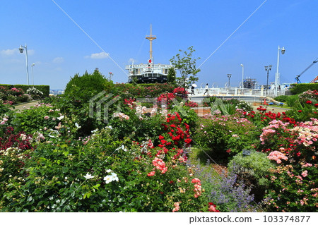 [Kanagawa Prefecture] Yamashita Park roses and Hikawamaru 103374877