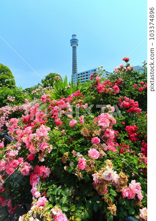 [Kanagawa Prefecture] Roses in Yamashita Park and Yokohama Marine Tower 103374896