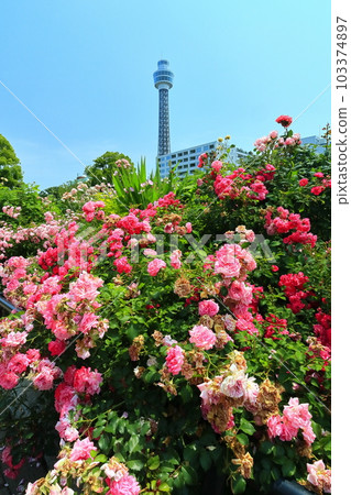 [Kanagawa Prefecture] Roses in Yamashita Park and Yokohama Marine Tower 103374897