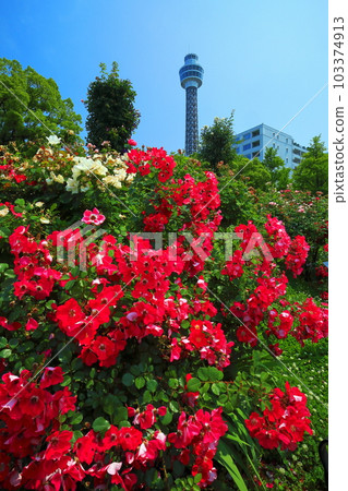 [Kanagawa Prefecture] Roses in Yamashita Park and Yokohama Marine Tower 103374913