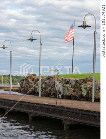 Blue Heron Standing on Pier Waiting for Fish, Lake Tyler in Rural East Texas 103374921