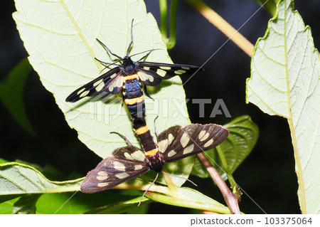 Amata fortunei during mating 103375064