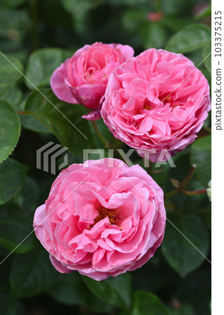 Rose (Alive) 103375215