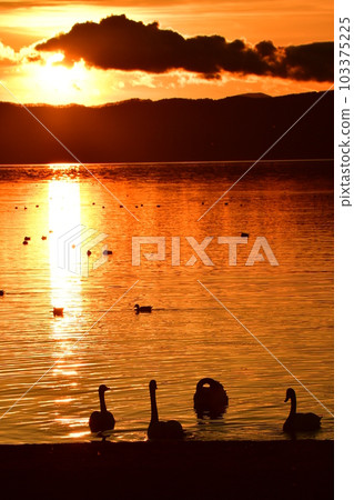 Swan in Lake Inawashiro 103375225