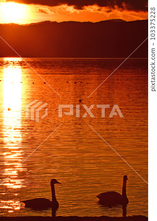 Swan in Lake Inawashiro Swan in Lake Inawashiro 103375228