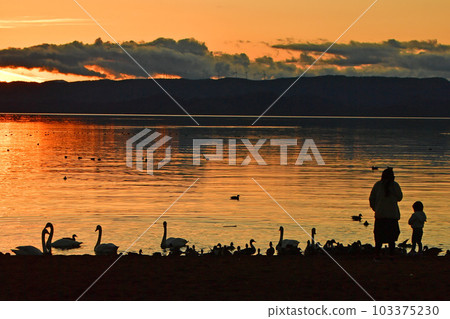 Swan in Lake Inawashiro 103375230