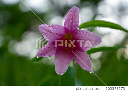 Himesayuri after the rain Himesayuri after the rain 103375273