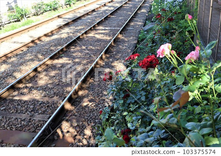 The tracks of the Toden Arakawa Line with blooming roses 103375574