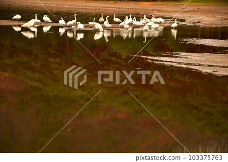 Swan in Lake Inawashiro Swan in Lake Inawashiro 103375763