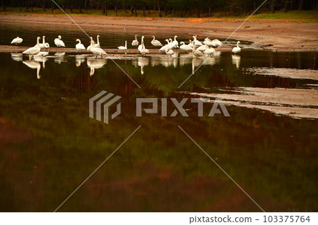 Swan in Lake Inawashiro Swan in Lake Inawashiro 103375764