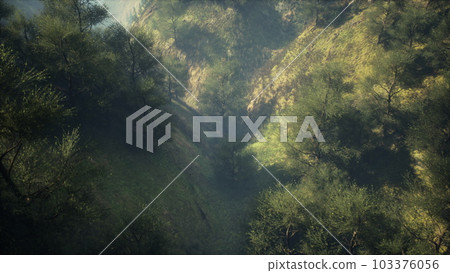 dramatic scenic fog in pine forest on mountain slopes dramatic scenic fog in pine forest on mountain slopes 103376056