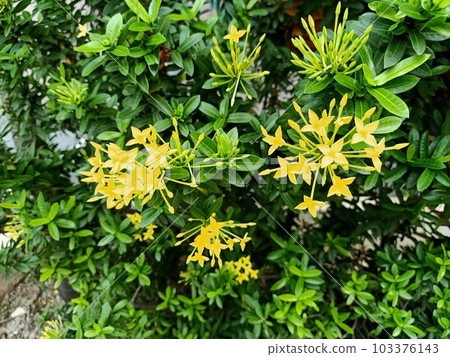 Close up jungle geranium plant  103376143