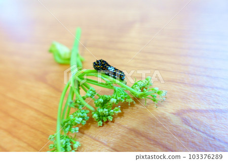 燕尾蝶 燕尾蝶 燕尾蝶 蝴蝶幼蟲 103376289