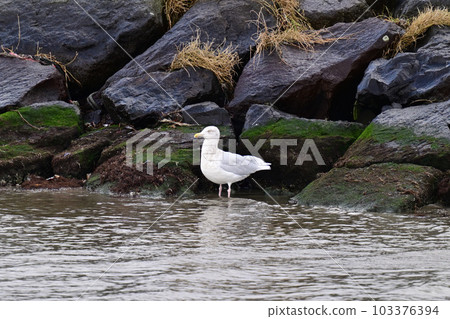 Shilong gull Shilong gull 103376394