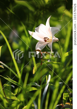 日本百合的開花 103376426