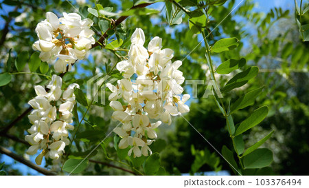 Clusters of white acacia flowers on a tree against a blue sky. On the acacia flower the bee 103376494