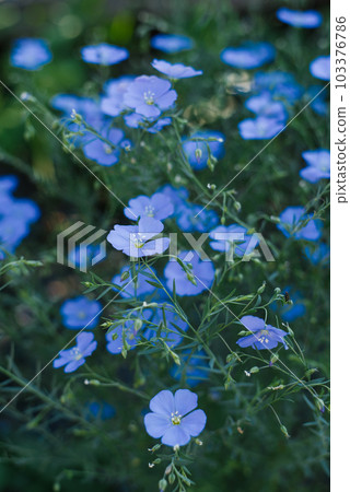 Beautiful blue flax flowers in summer on a garden bed 103376786