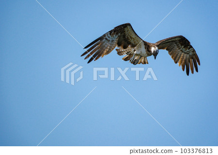 Osprey of birds of prey aiming for prey 103376813