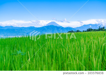 [Summer material] Mt.Fuji seen from terraced rice fields in Nakano [Yamanashi Prefecture] 103376838