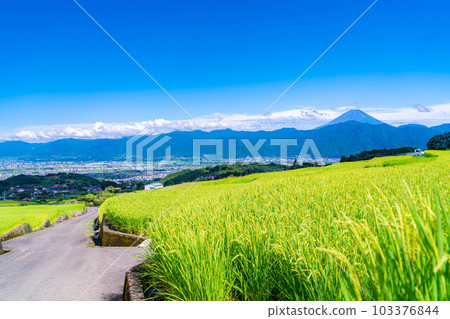 [夏季素材]從中野梯田看到的富士山[山梨縣] 103376844