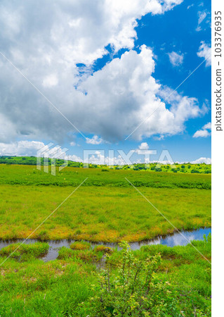 [Summer material] Wetlands in the sky/Yashimagahara wetlands in summer [Nagano Prefecture] 103376935