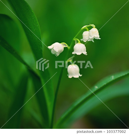 Beautiful small white flowers of spring plant. A poisonous plant with green leaves. Lily of the valley (Convallaria majalis) Background for spring time. 103377002