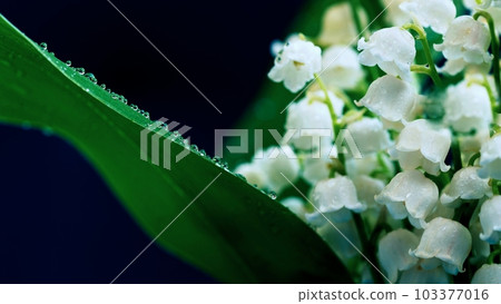 Lily of the valley (Convallaria majalis) 103377016