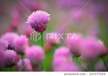 Landscape with purple chives flowers. Summer sunny day with sun, blue sky and colorful nature background. 103377020