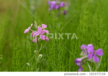 紫色可愛的花朵 103377139