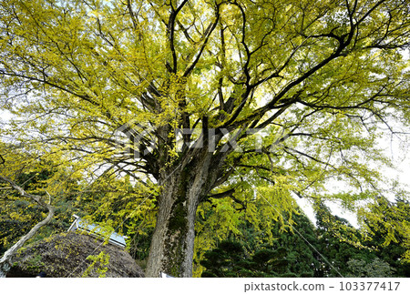 Great Ginkgo in Kingonji 103377417