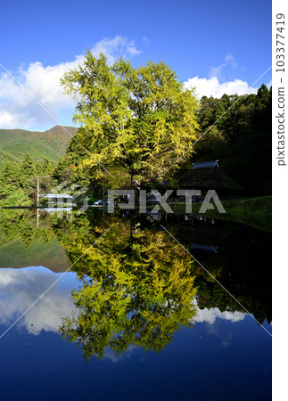 Great Ginkgo in Kingonji 103377419