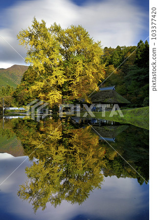 金剛寺大銀杏 103377420