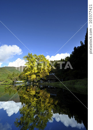 金剛寺大銀杏 103377421