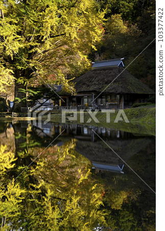 Great Ginkgo in Kingonji 103377422