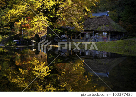 金剛寺大銀杏 103377423