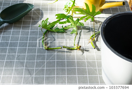 Layout on the table of a philodendron sprout with roots and equipment for planting domestic plants. 103377694