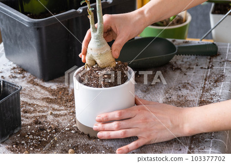 Repotting a home plant succulent adenium into new pot. Caring for a potted plant, layout on the table with soil, shovel, hands of woman in apron 103377702