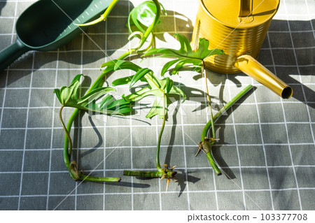 Layout on the table of a philodendron sprout with roots and equipment for planting domestic plants. 103377708