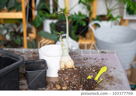 Repotting a home plant succulent adenium into new pot. Caring for a potted plant, layout on the table with soil, shovel 103377709