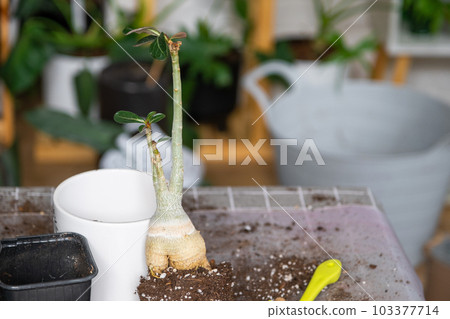 Repotting a home plant succulent adenium into new pot. Caring for a potted plant, layout on the table with soil, shovel 103377714