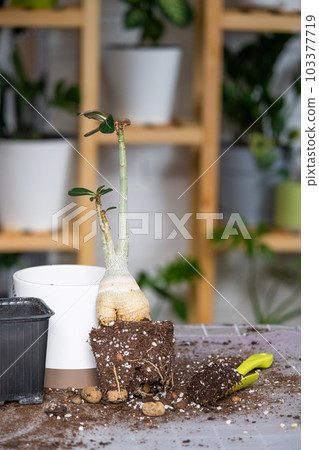 Repotting a home plant succulent adenium into new pot. Caring for a potted plant, layout on the table with soil, shovel 103377719